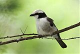 White-rumped Shrike